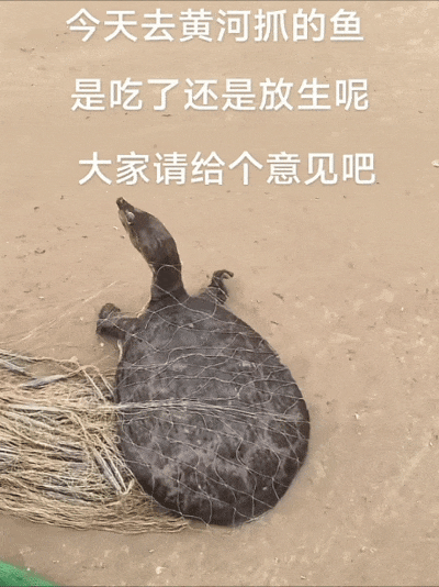 男子黄河滩网到河鳖大如脸盆！想放生被网友拦下：它是生态杀手(图1)
