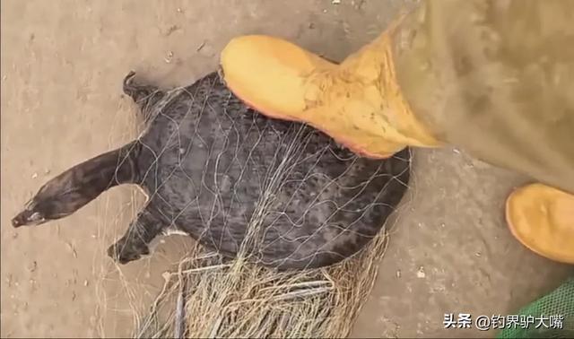 男子黄河滩网到河鳖大如脸盆！想放生被网友拦下：它是生态杀手(图2)