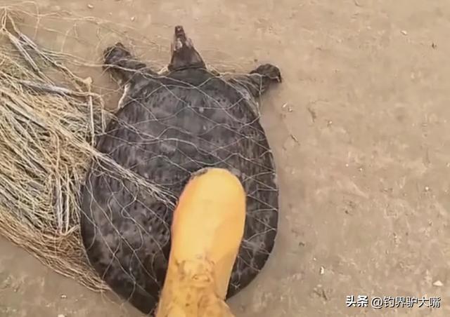 男子黄河滩网到河鳖大如脸盆！想放生被网友拦下：它是生态杀手(图3)