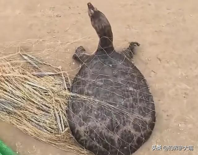男子黄河滩网到河鳖大如脸盆！想放生被网友拦下：它是生态杀手(图6)