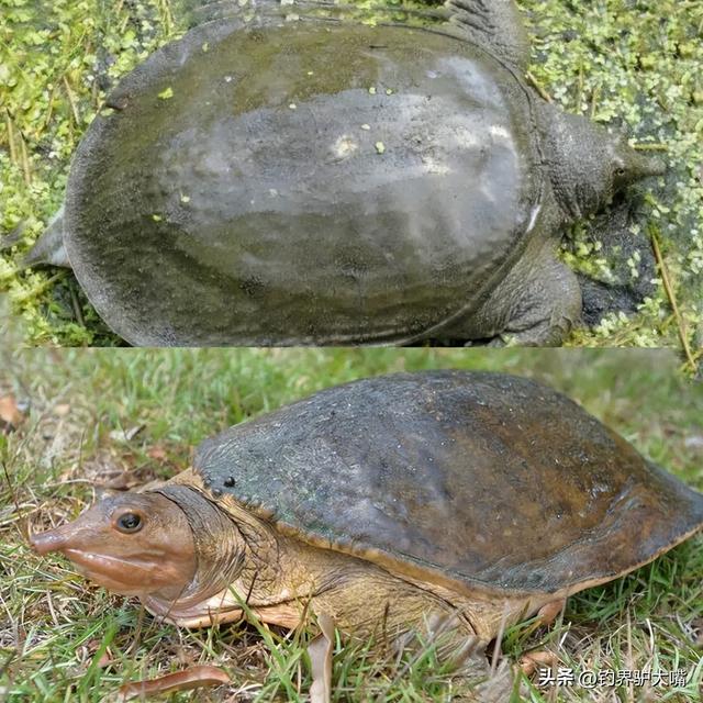 男子黄河滩网到河鳖大如脸盆！想放生被网友拦下：它是生态杀手(图7)