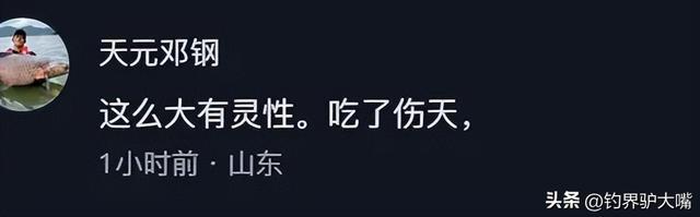 男子黄河滩网到河鳖大如脸盆！想放生被网友拦下：它是生态杀手(图11)