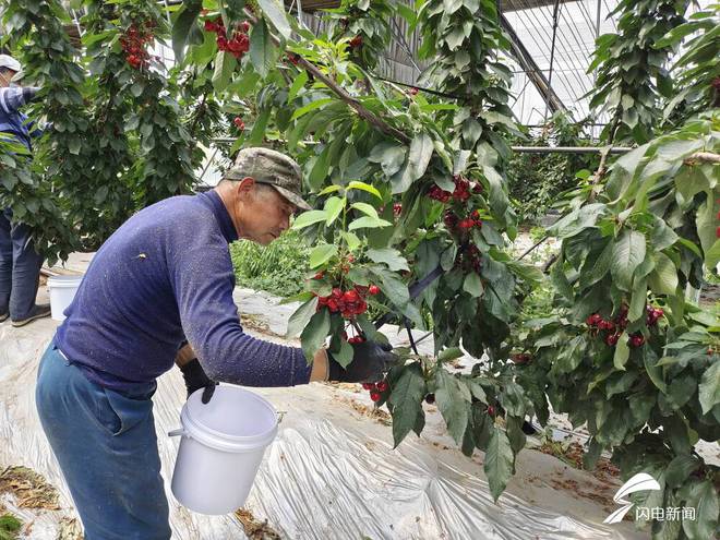 潍坊峡山：“红珍珠”串起共富路数字农业绘新篇(图3)
