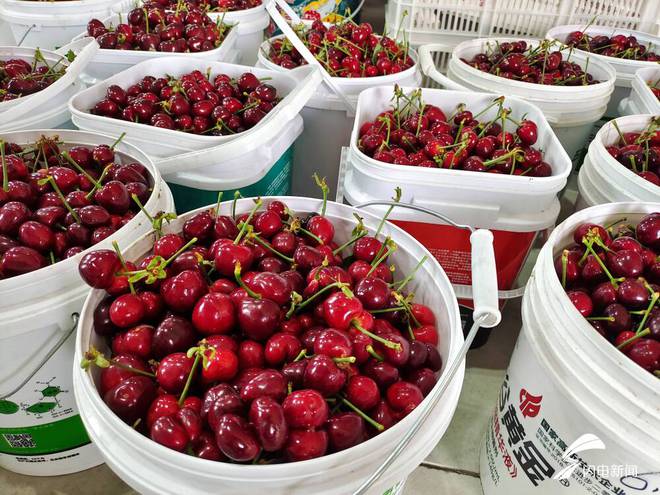 潍坊峡山：“红珍珠”串起共富路数字农业绘新篇(图2)