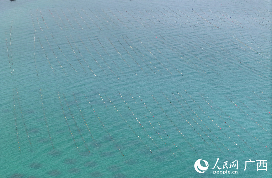 广西北海：珍珠市场蓬勃发展(图5)