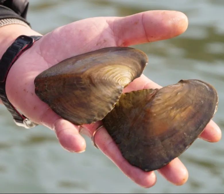 江苏连云港：珍珠养殖拓宽致富路(图2)