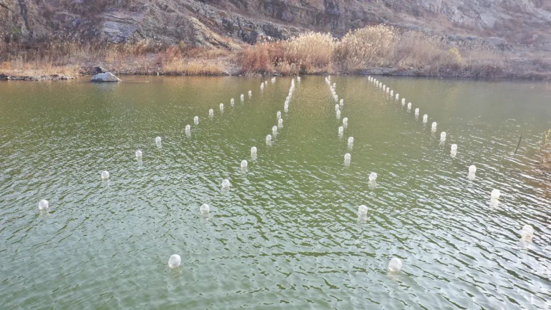 江苏连云港：珍珠养殖拓宽致富路(图1)