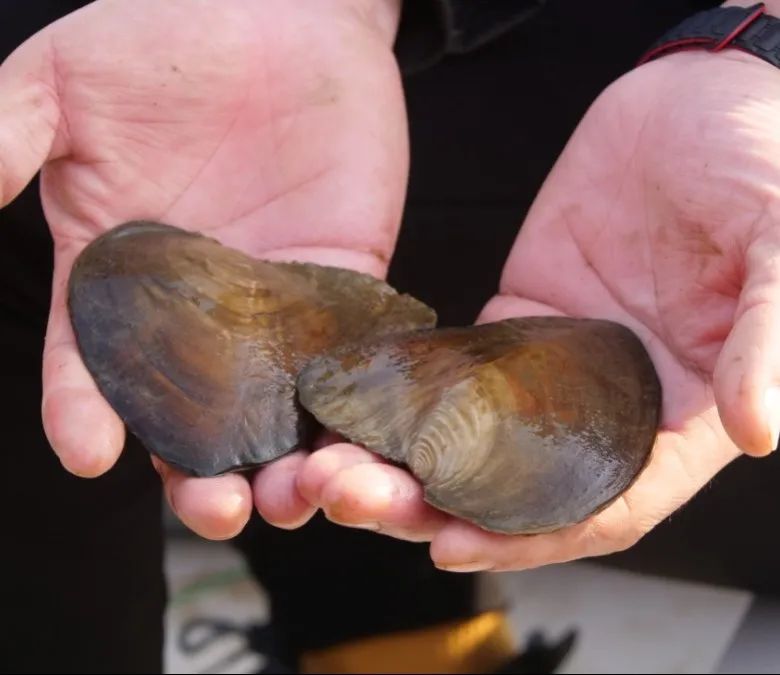 江苏连云港：珍珠养殖拓宽致富路(图3)