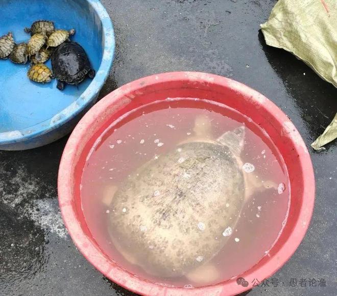 广西男子河边钓到“澡盆鳖”想放生却被阻止网友：外来物种不能放(图2)