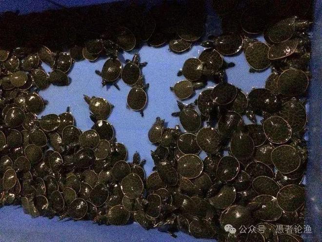 广西男子河边钓到“澡盆鳖”想放生却被阻止网友：外来物种不能放(图7)