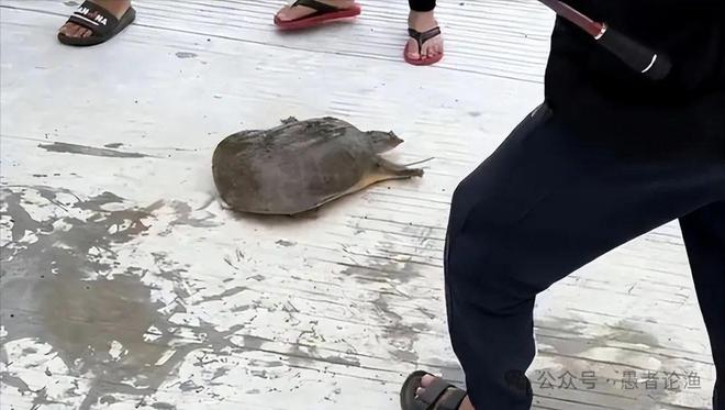 广西男子河边钓到“澡盆鳖”想放生却被阻止网友：外来物种不能放(图5)