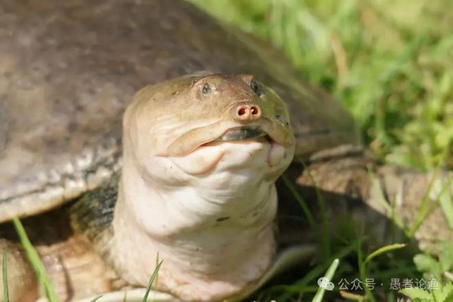 广西男子河边钓到“澡盆鳖”想放生却被阻止网友：外来物种不能放(图9)