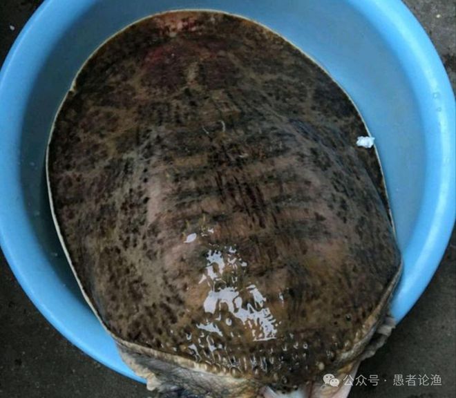 广西男子河边钓到“澡盆鳖”想放生却被阻止网友：外来物种不能放(图8)