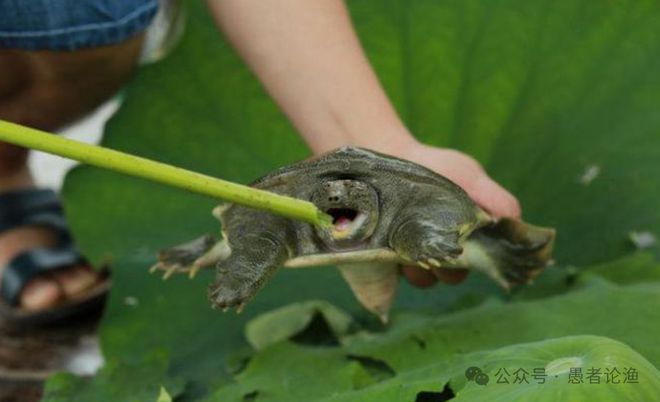 广西男子河边钓到“澡盆鳖”想放生却被阻止网友：外来物种不能放(图10)