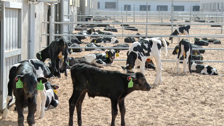 【强信心·看发展·招商引资拼落地】甘肃正合祥畜牧产业有限公司：打造万头奶牛基地(图1)