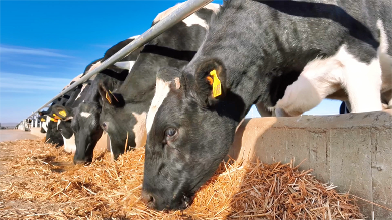 【强信心·看发展·招商引资拼落地】甘肃正合祥畜牧产业有限公司：打造万头奶牛基地(图3)