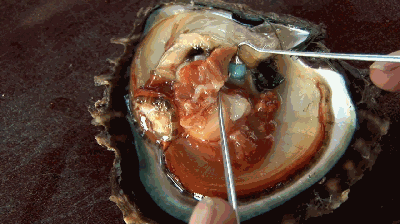 用彩宝作核的雕刻珍珠99%的人没见过！！(图3)