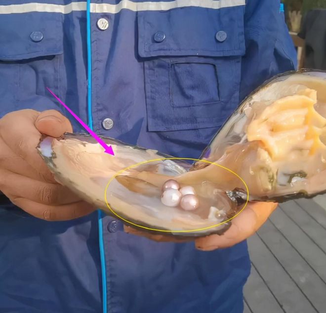 杭州用河蚌改善河道水质却意外发现珍珠消息一出网友沸腾了(图2)
