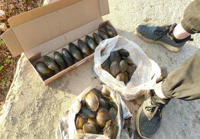 杭州用河蚌改善河道水质却意外发现珍珠消息一出网友沸腾了(图1)