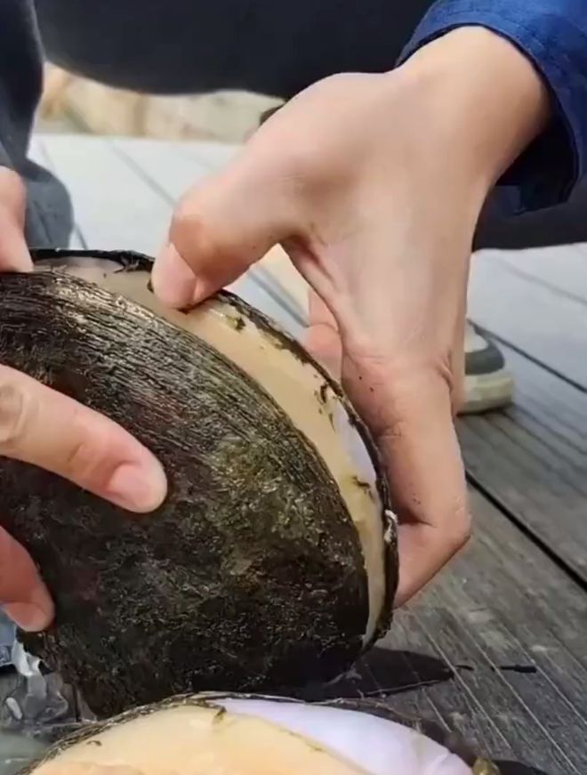 杭州用河蚌改善河道水质却意外发现珍珠消息一出网友沸腾了(图7)