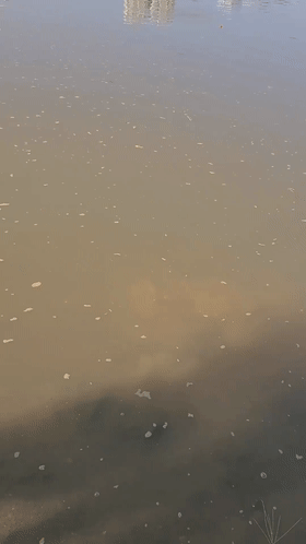 广东男子钓到30斤大河鳖路人纷纷劝其放生网友：这是镇河鳖(图1)