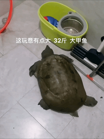 广东男子钓到30斤大河鳖路人纷纷劝其放生网友：这是镇河鳖(图4)