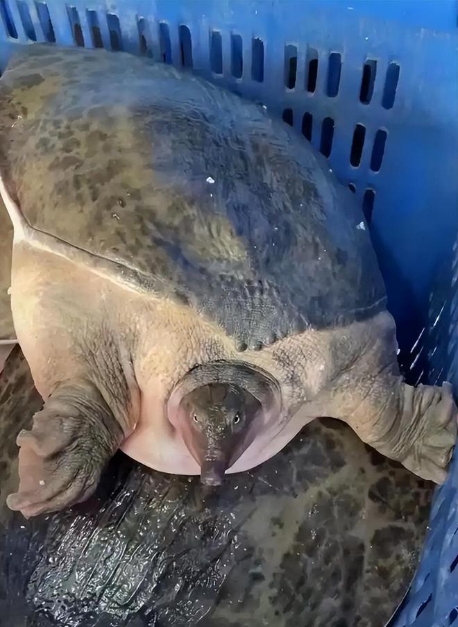 广东男子钓到30斤大河鳖路人纷纷劝其放生网友：这是镇河鳖(图6)