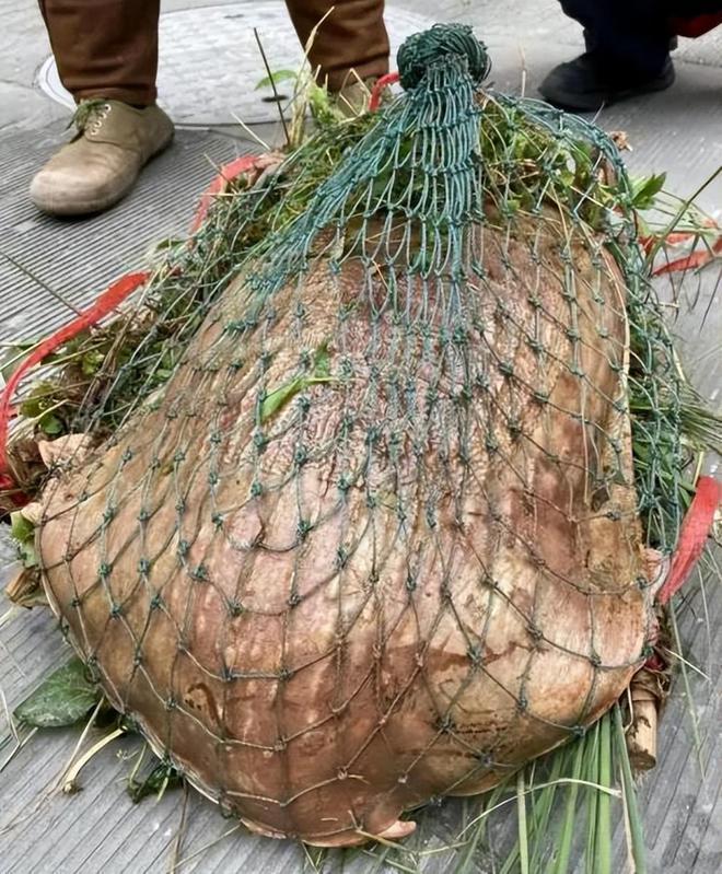 广东男子钓到30斤大河鳖路人纷纷劝其放生网友：这是镇河鳖(图8)