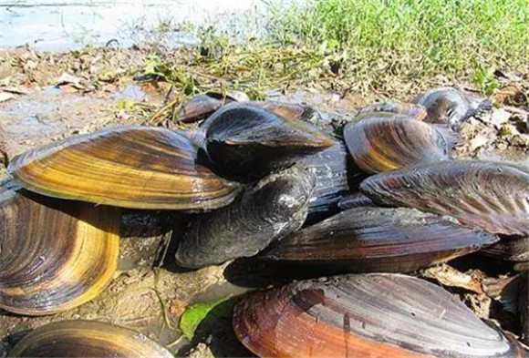 河蚌里的珍珠是怎么养出来的(图1)