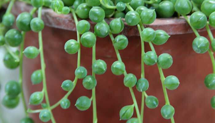 珍珠草的养殖方法和注意事项(图2)