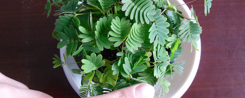 珍珠草的养殖方法和注意事项(图1)