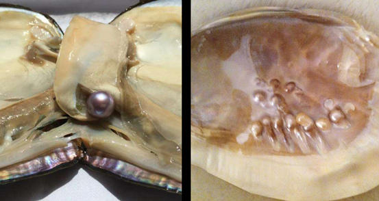 001丨人老珠黄 —— 珍珠(图4)