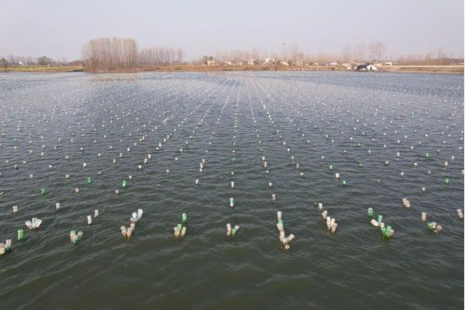 息县：珍珠养殖“串”起特色产业链(图2)