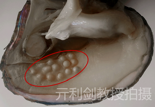 江苏沿海滩涂上缘何升起一颗“绿色明珠”？(图1)