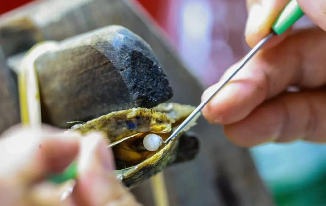 广西南珠产量大突破有绝招！秘密藏这里→(图3)