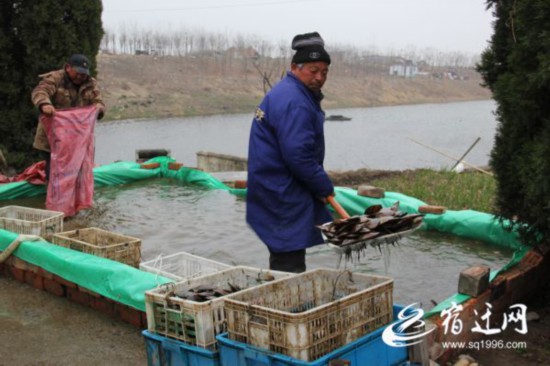 泗洪珍珠养如何养成？你想知道的答案都在这里(图1)