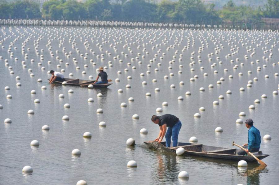 德清珍珠——农业文化遗产中的闪亮明珠(图1)