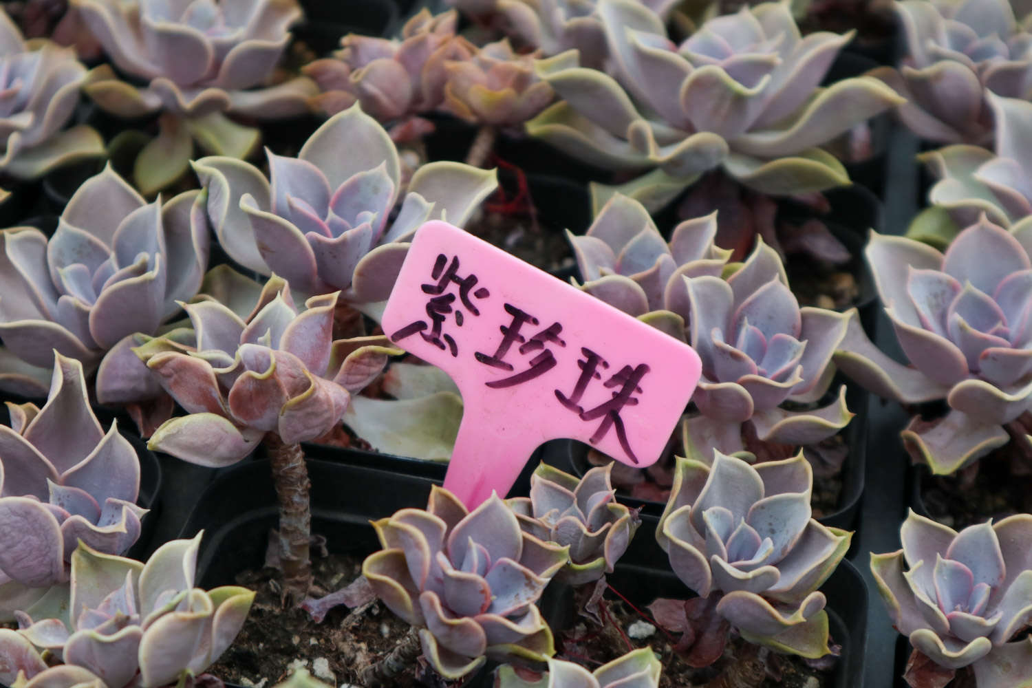 紫珍珠的养殖方法及注意事项(图2)