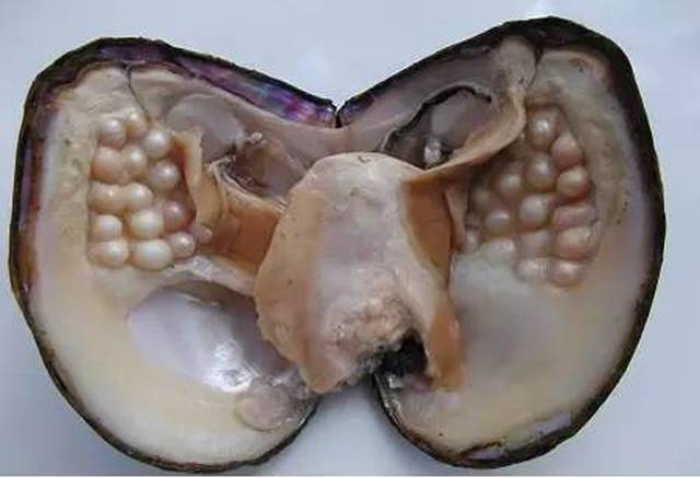 全球农业文化遗产上新为何是它们？(图1)