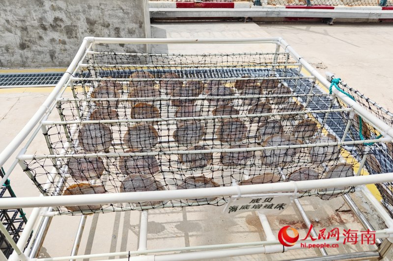 核电与生态共融培育珍珠 海南创新“核能+生态”发展模式(图2)