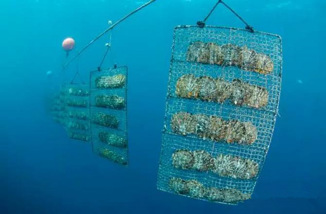 霞浦:向海而兴的人才密码(图1)