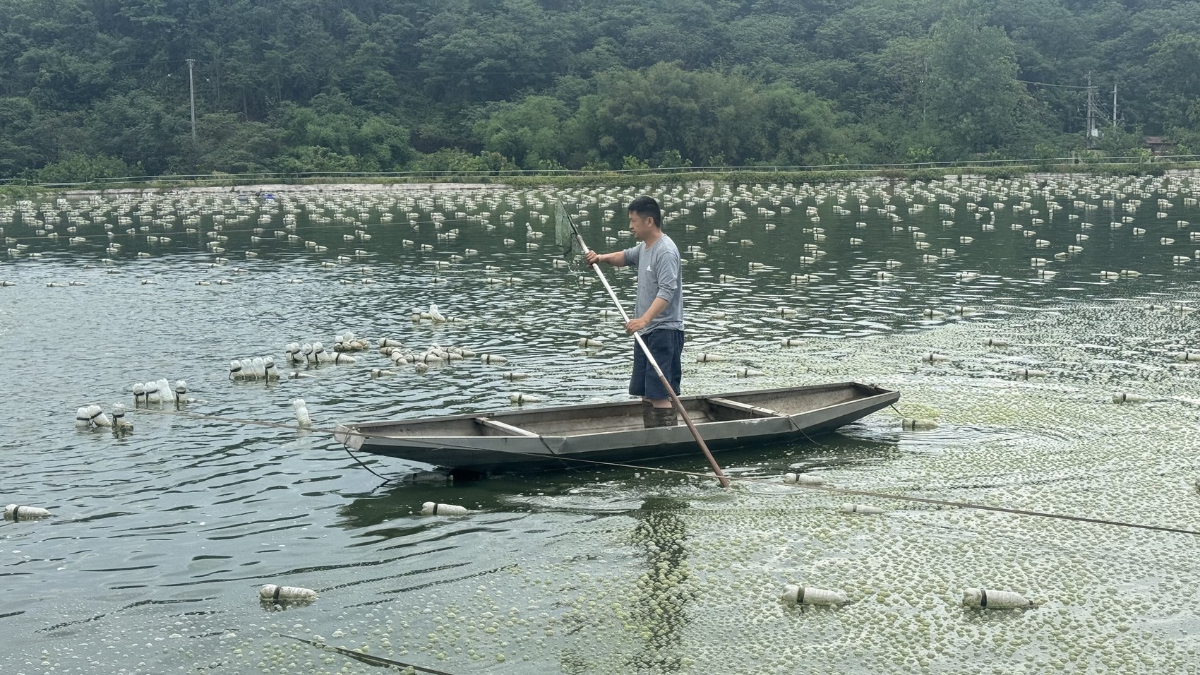 泸州:珍珠蚌未出塘 便被浙商定购百万只(图1)