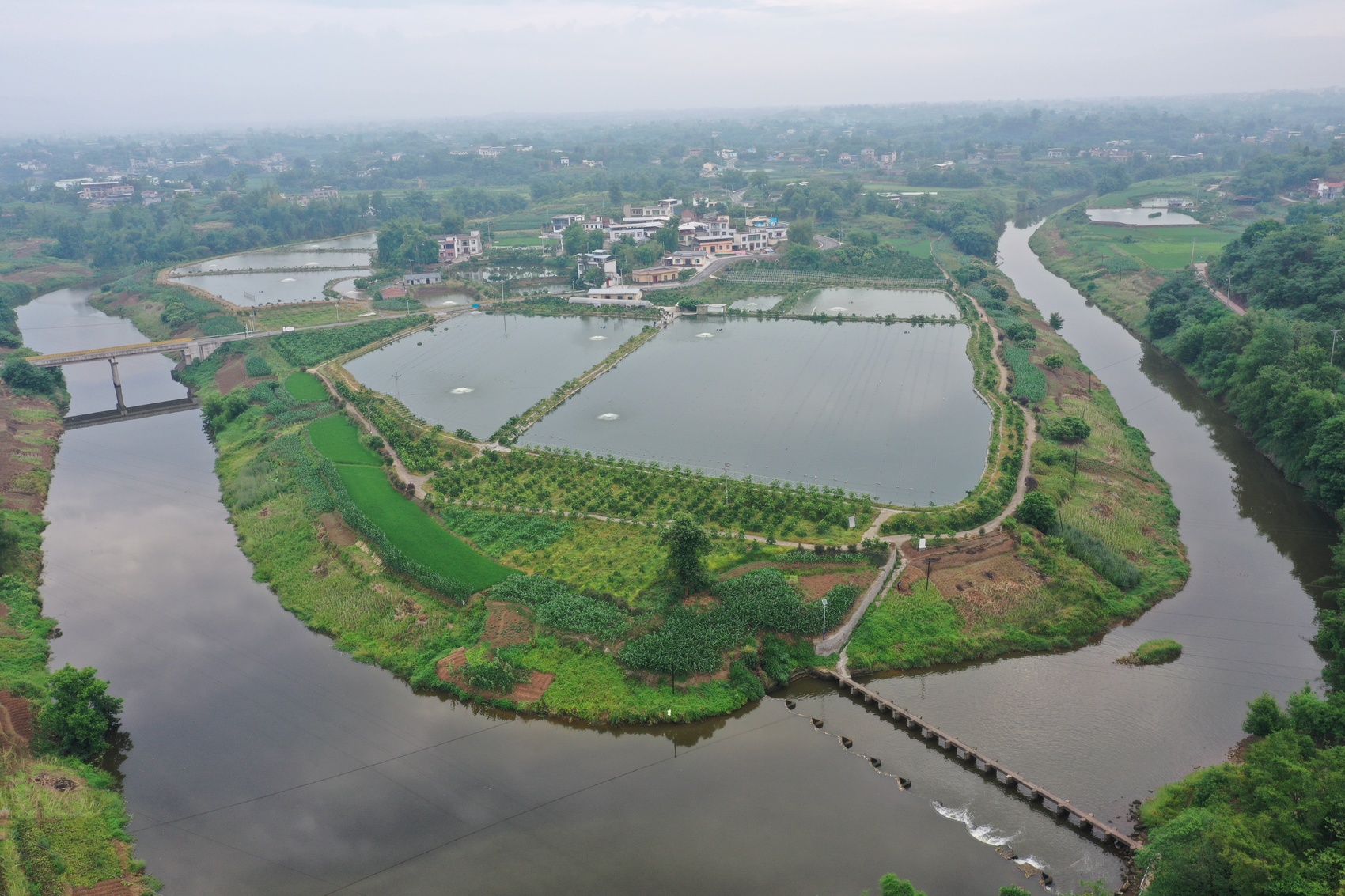 泸州:珍珠蚌未出塘 便被浙商定购百万只(图2)