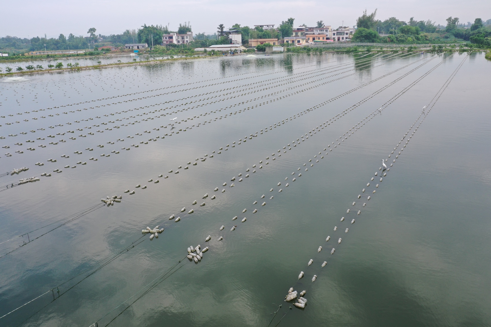 泸州:珍珠蚌未出塘 便被浙商定购百万只(图3)