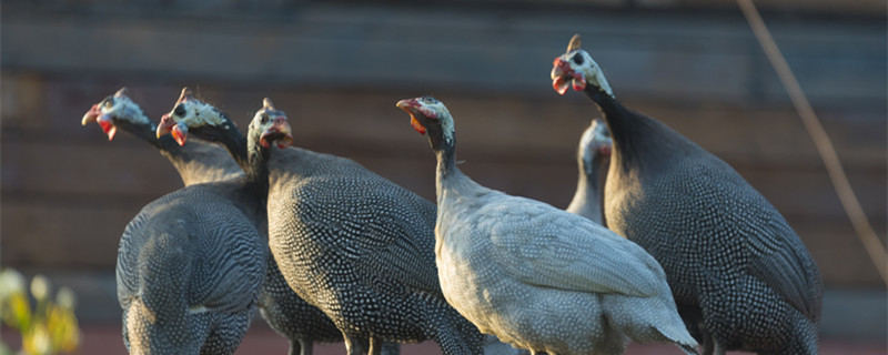 珍珠鸡养殖技术大全(图1)