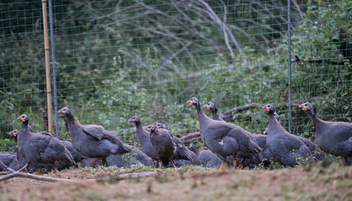 珍珠鸡养殖技术大全(图2)