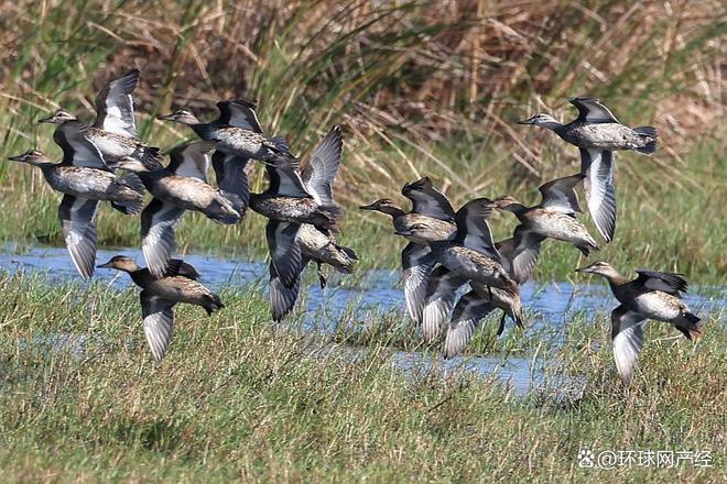 以乡村为底以绿色为墨海南核电绘出高质量发展新画卷(图2)