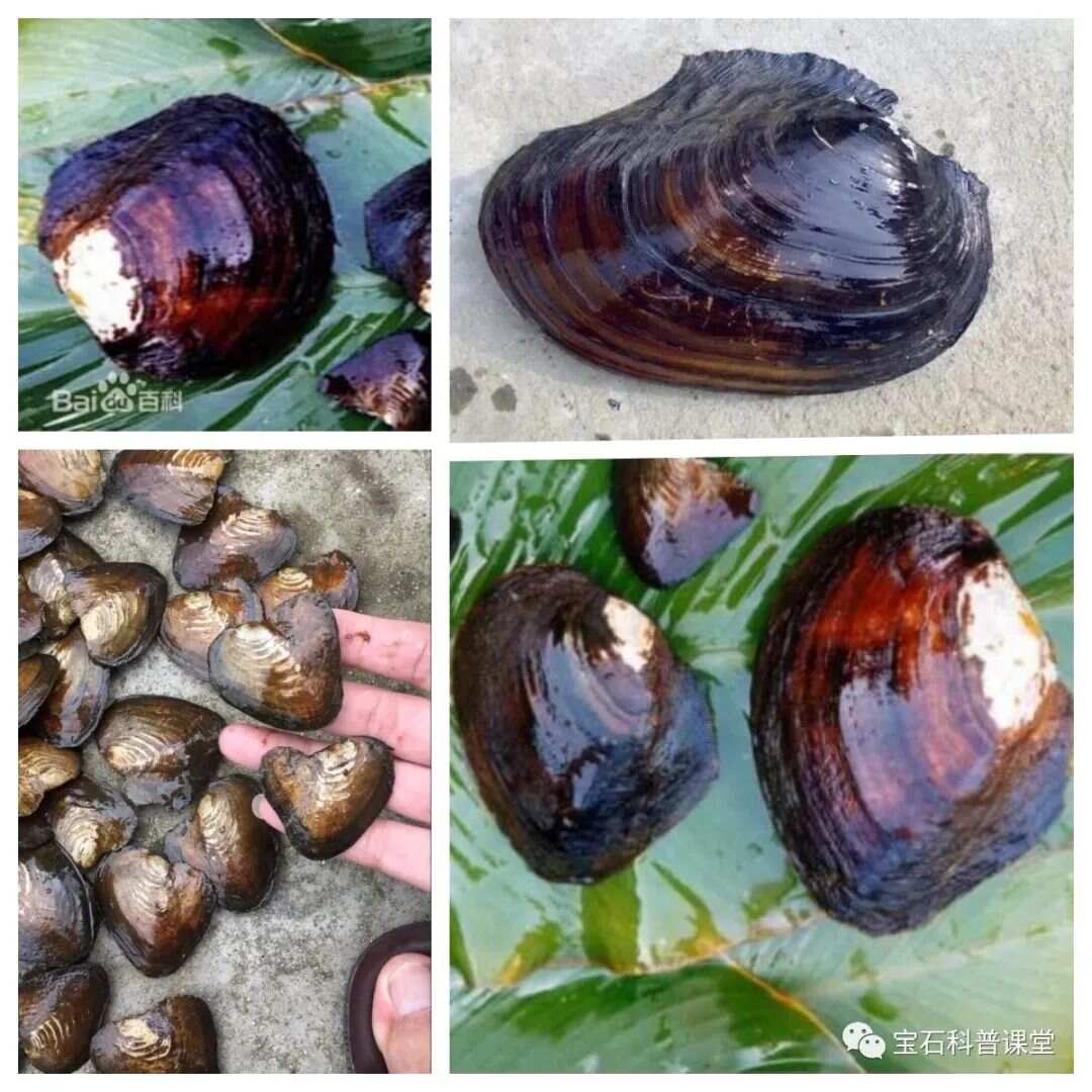 科普——淡水养殖珍珠品种一览(图1)