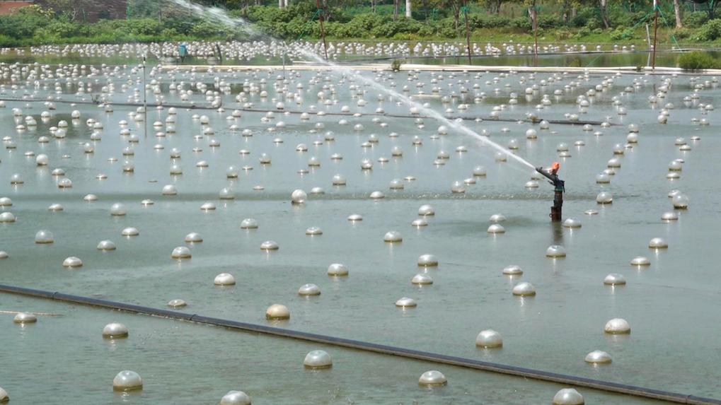 《淡水珍珠产业标准体系建设指南》发布(图1)