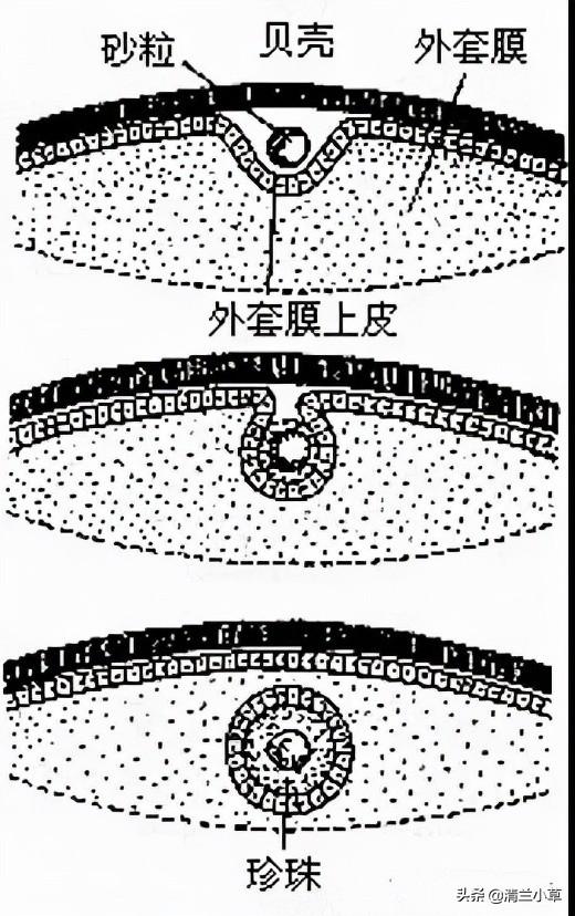 珍珠是如何养殖的_珍珠的形成及养殖技术(图1)